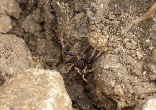 Xysticus sp.